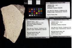 Foto (Objket + Etiketten) von Bullariscus patruliusi (Robins et al., 2013) 